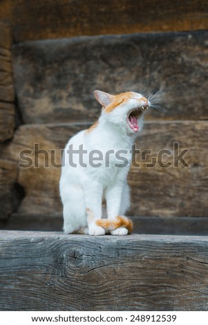 Cute sleepy cat yawns on the porch