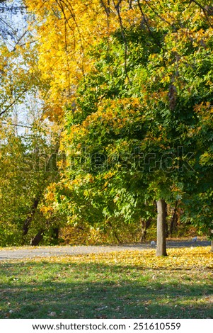 Beautiful yellow, orange and green colored autumn maple tree in the park