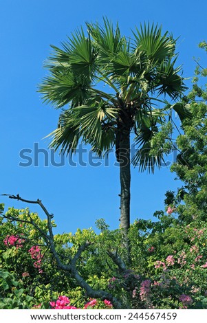 coconuts on the palm tree against the blue sky and tropical flowers