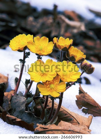 primrose yellow on the background of last year\'s leaves and snow