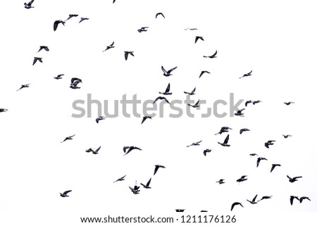 Flying birds. City sky. Doves
