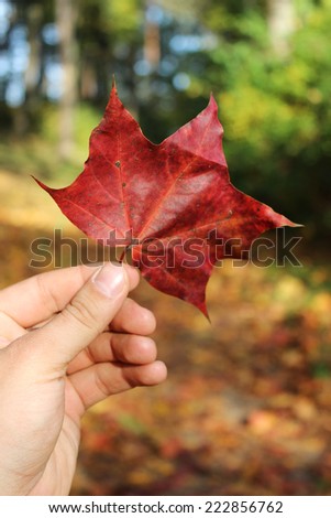 The maple leaves