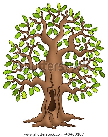Tree  on Oak Tree On White Background   Color Illustration    48480109