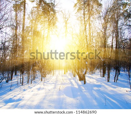 Beautiful winter landscape at sunset (sunrise) with trees in snow and sun shine through branches