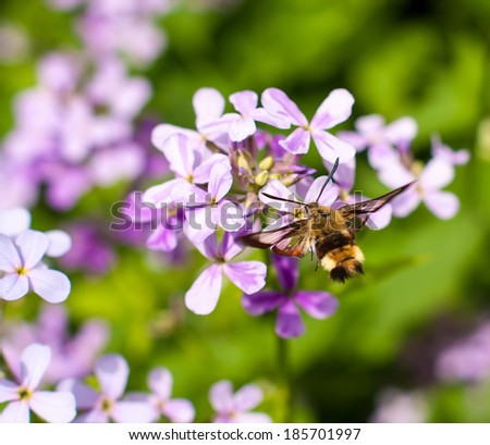 Hemaris tityus Macroglossum stellatarum, the Narrow-bordered Bee Hummingbird Hawk-moth in flight