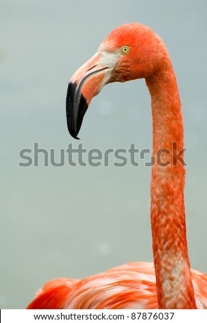 pink flamingo close-up portrait in Moscow zoo