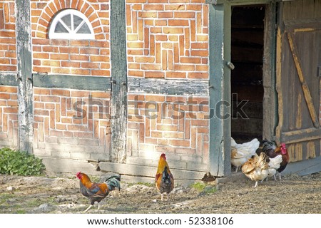 cocks and hen on a farm
