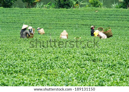 DALAT, VIETNAM - APRIL 20, 2014: Unidentified females with hats harvesting tea on the field in Bao Loc, Lam Dong, Vietnam. There are many tea fields in Lam Dong province
