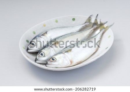 Fresh mackerels fish isolated on the white on white background