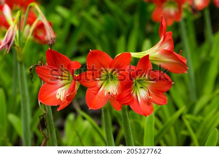 Amaryllis have become increasingly popular holiday gift plants, undoubtedly because the bulbs bloom very freely indoors and they are affordable.