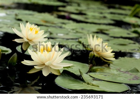 Yellow Lotus flowers and  Lotus flower plants