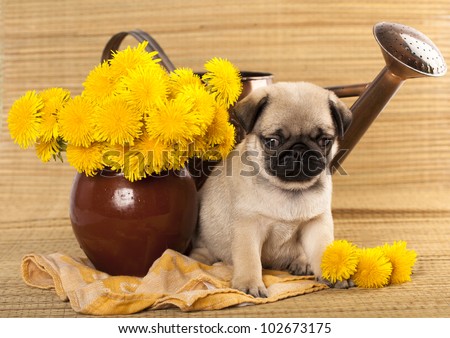 pug puppy and spring dandelions flowers