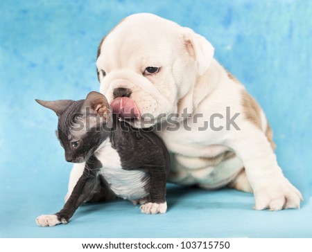 english Bulldog puppy and kitten