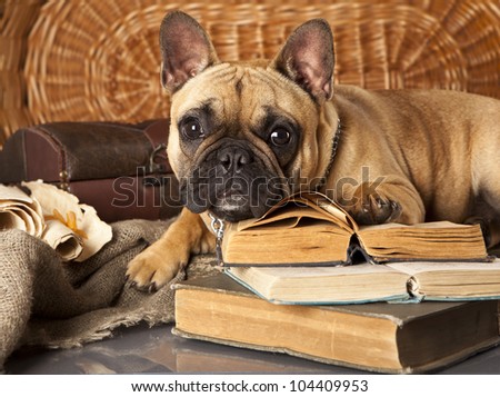 french bulldog and book