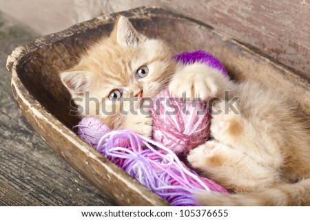 Exotic kitten playing with a ball of wool