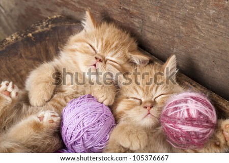 Exotic kittens   sleeping with a ball of wool