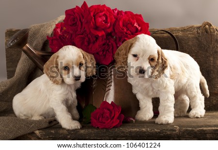 Cocker Spaniel puppies  and flower red rose