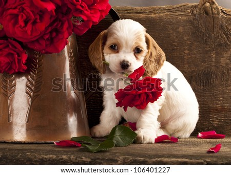 Cocker Spaniel puppy and flower red rose