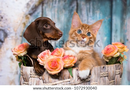 cat and dog, dachshund puppy chocolate color and kitten red