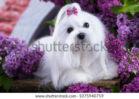 white Maltese lap-dog and lilac flowers