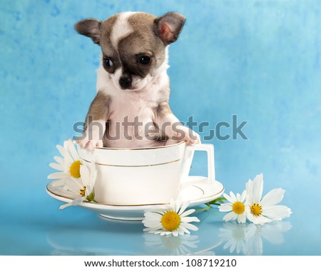 chihuahua puppy sits in a cup