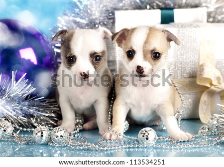 new year puppies