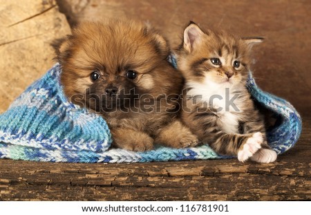Spitz puppy and kitten breeds Maine Coon, Cat and dog