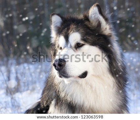 Alaskan Malamute in the snow