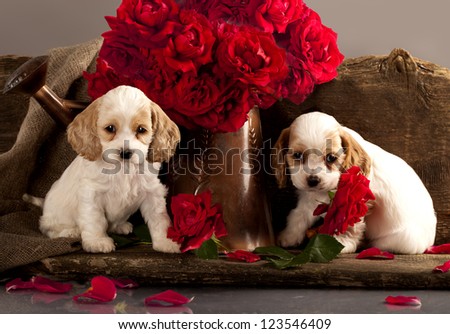 Cocker Spaniel puppies and flower red rose