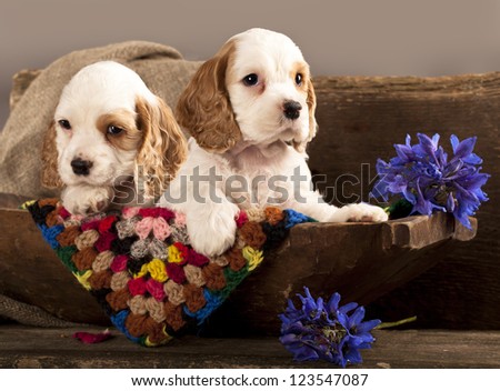 Cocker Spaniel puppies and flower