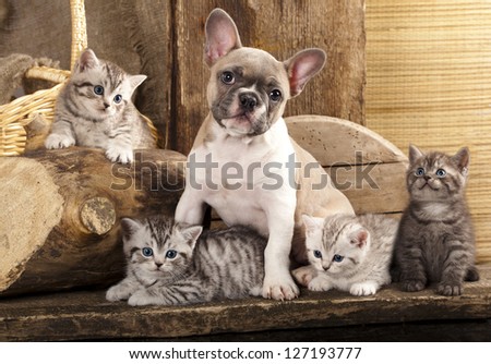 Cat And Dog, British Kittens And French Bulldog Puppy In Retro Background