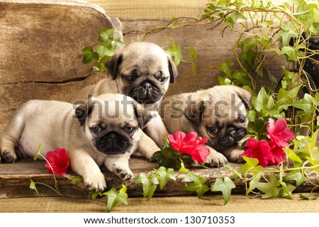 pug puppies and flowers in retro backgraun