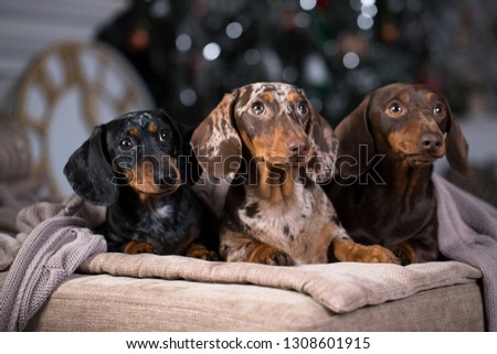 dachshunds three colorful dogs