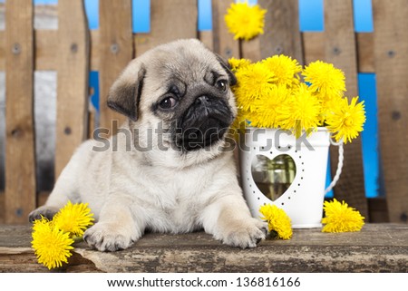 Pug Puppy And Spring Dandelions Flowers