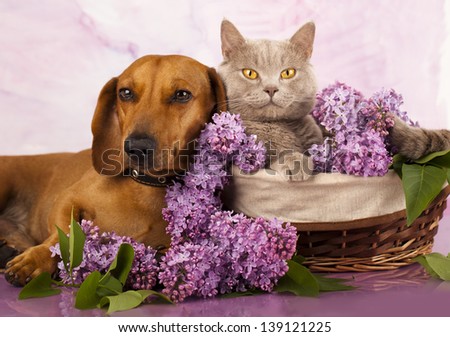 British kitten rare color (lilac) and puppy red dachshund, cat and dog