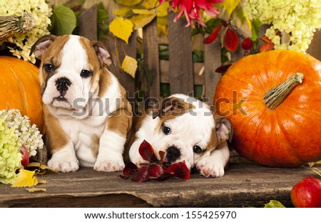 English bulldog puppies and a pumpkin