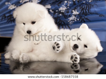 Puppies Japanese Spitz