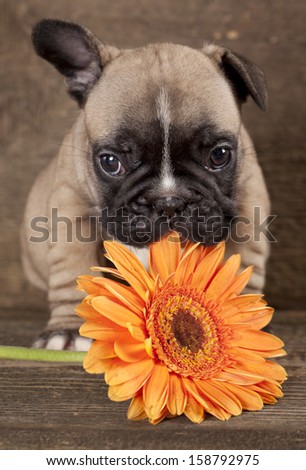 French bulldog puppy and flower