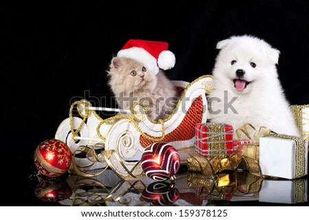 White Dog Spitz And Kiten Persian Wearing A Santa Hat, Cat And Dog