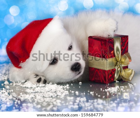White Puppy With A Gift In Paws