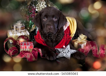 puppy chocolate  labrador and christmas present