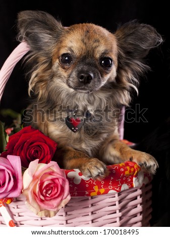 chihuahua  and flowers, miniature dog