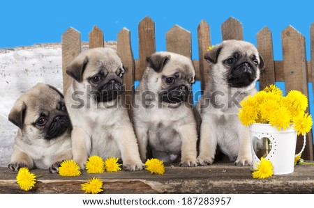 pugs puppies and dandelions on a retro background
