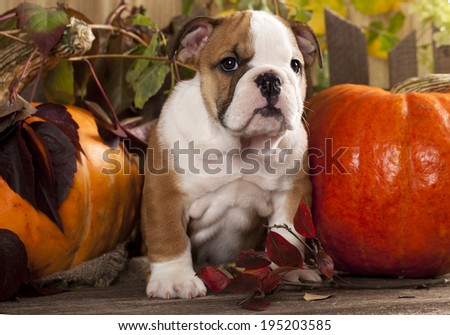 English bulldog puppies and a pumpkin