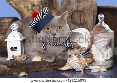 cat in the hat sailor