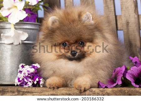 pomeranian spitz puppies and flowers