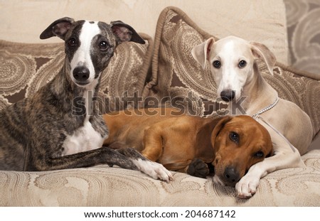 group of dogs, dachshund and whippet