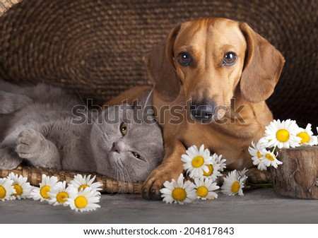 British kitten rare color (lilac) and puppy red dachshund, cat and dog