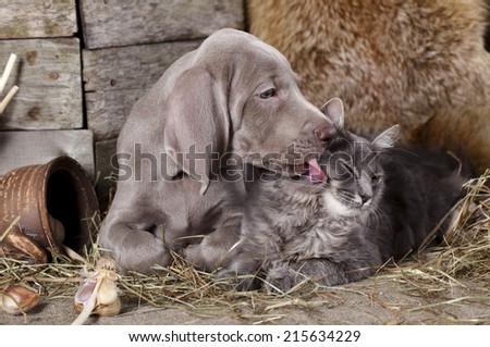 Weimaraner puppy and kitten, Cat and dog