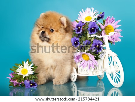 fluffy puppy pomeranian  and flowers